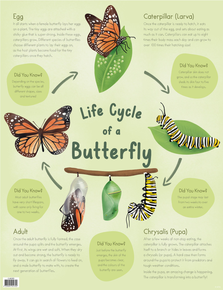 Life Cycle Of A Butterfly Chart